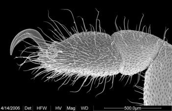 Media type: image;   Invertebrate Zoology 133769